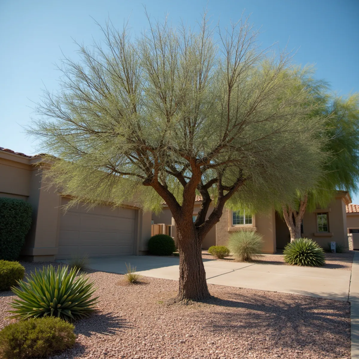 A palo verde tree improperly lion-tailed with bare inner branches and heavy tip growth in an Arizona yard before a monsoon